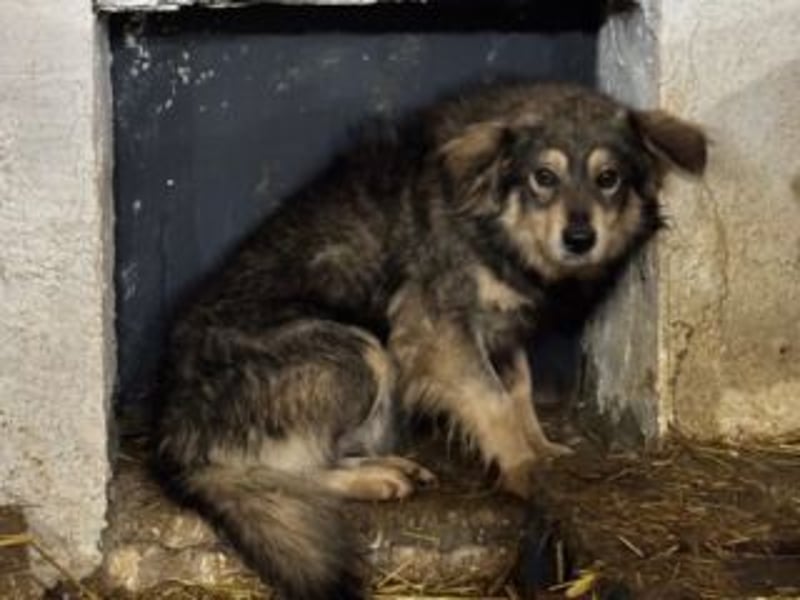 MICKY-liebesbedürftiger, ausgesprochen hübscher Bub wartet sehnsüchtig auf seine Familie