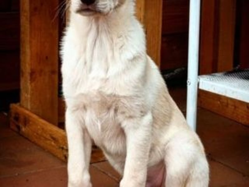 ASLAND-Ein junger Hund, der endlich ankommen möchte