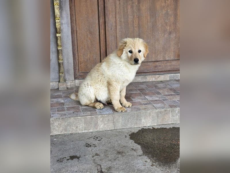 SLEEPY-ein fröhlicher, aufgeschlossener, sehr menschenbezogener Welpe sucht sein Für-Immer-Zuhause