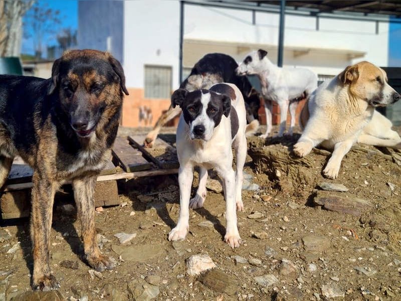 AMELIE-ruhige, sanfte Maus sucht ihr liebevolles Für-immer-Zuhause