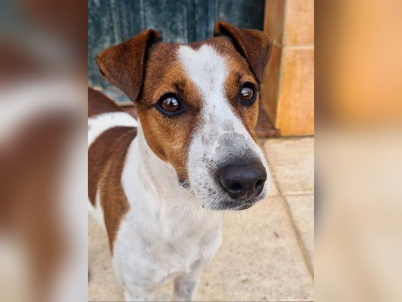 Freundlicher TOMAS-voller Lebensfreude und Optimismus wartet er sehnlichst auf seine "Für-immer-Fam"