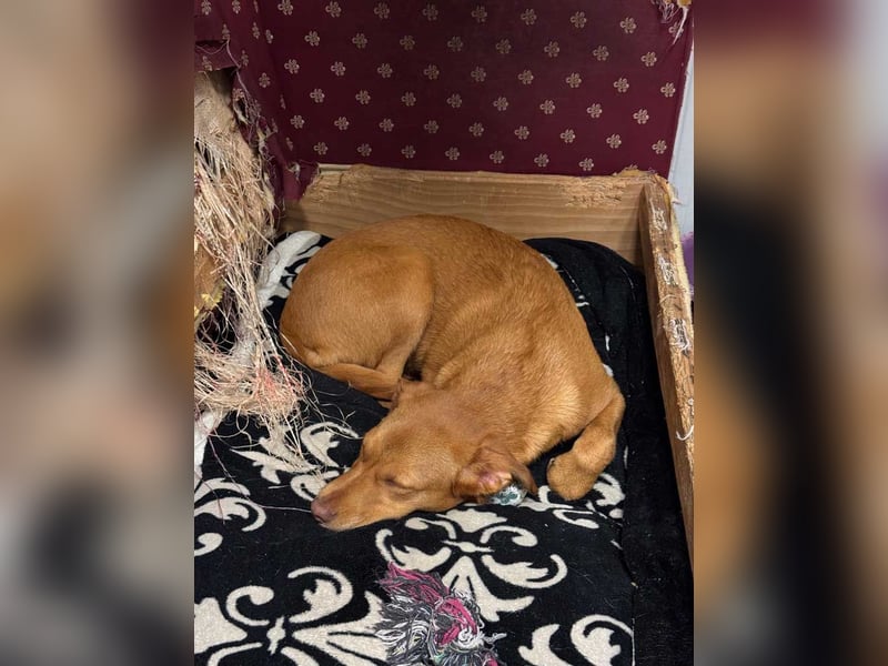 SIENA-fröhliches, freundliches Mädchen irrte alleine auf der Straße umher,auf der Suche nach Familie