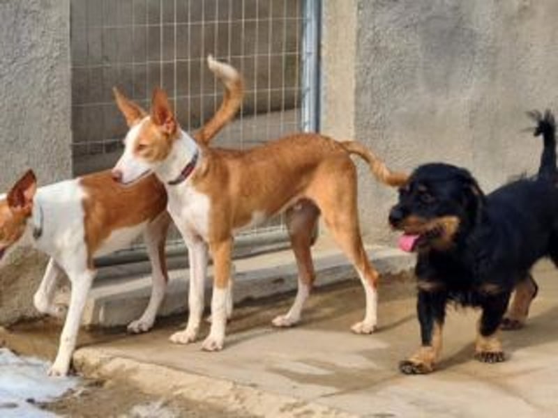 BOB-steckt voller Lebensfreude, Fröhlichkeit und Optimismus