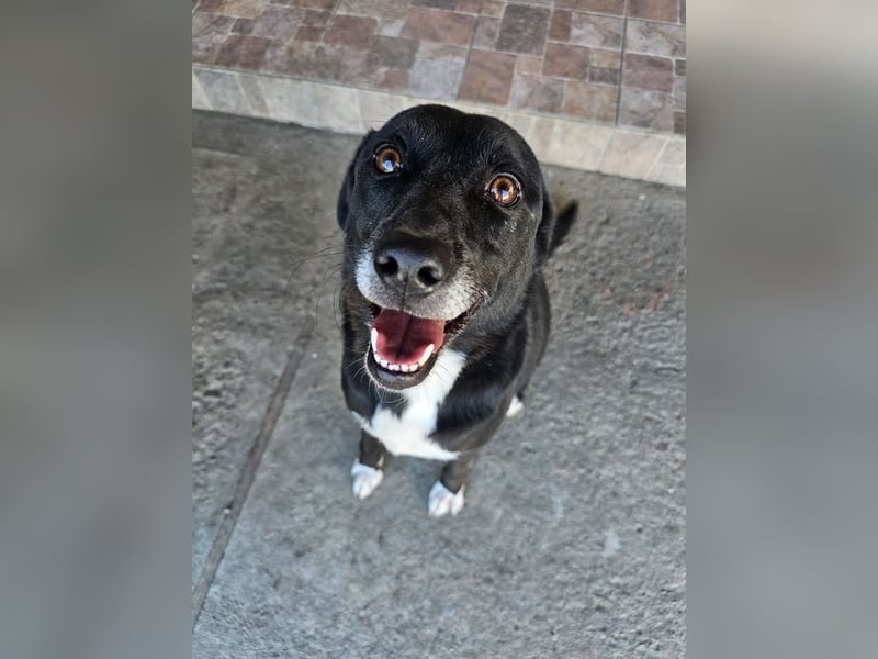 JAX -einer der „liebsten und freundlichsten Hunde, die wir je im Tierheim hatten“