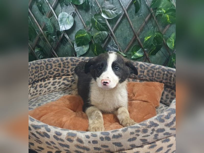 ZANE-ganz besonderer Bub sucht dringend liebevolles Zuhause