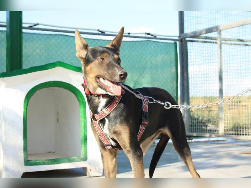 DONKOR-Schönheit mit glänzendem schwarz-braunem Fell sucht einfühlsame, geduldige liebevolle Mensche