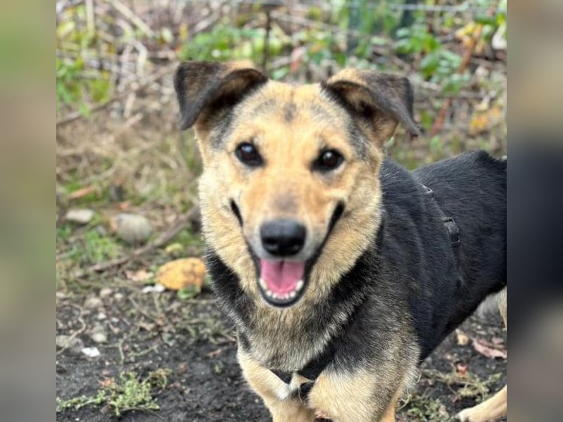 SAADET-freundliche, liebe und herzensgute Hündin wartet auf ihre Chance in einer liebevollen Familie SAADET-freundliche, liebe und herzensgute Hündin wartet auf ihre Chance in einer liebevollen Familie