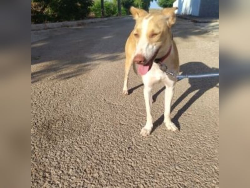 DAMA-zarte, noch etwas schüchterne, Podenco-Mädchen