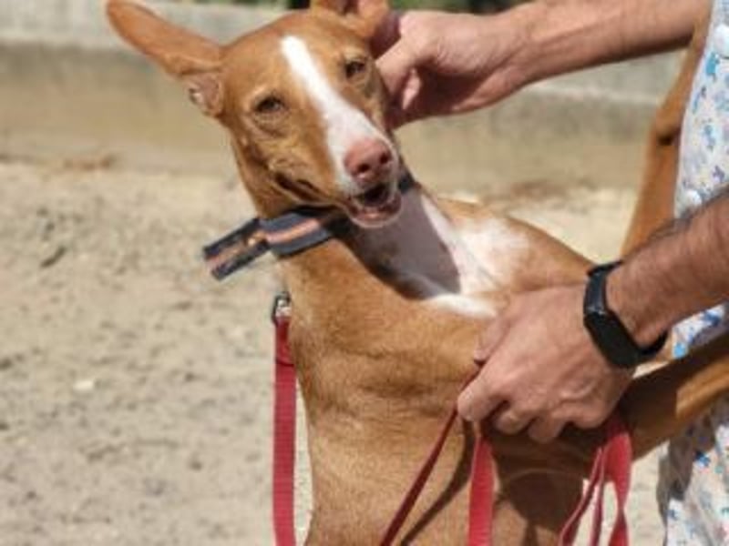 PONGO- vom vergessenen Schatten zum strahlenden Herzenshund