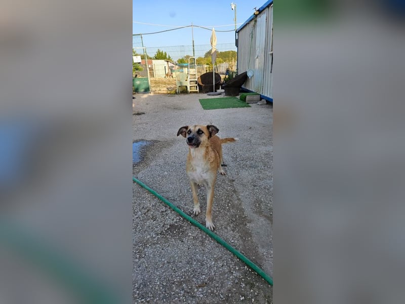 ARBI-Sanftes, freundliches, offenes, ruhiges, sozialisiertes Mädchen sucht Für-immer-Zuhause