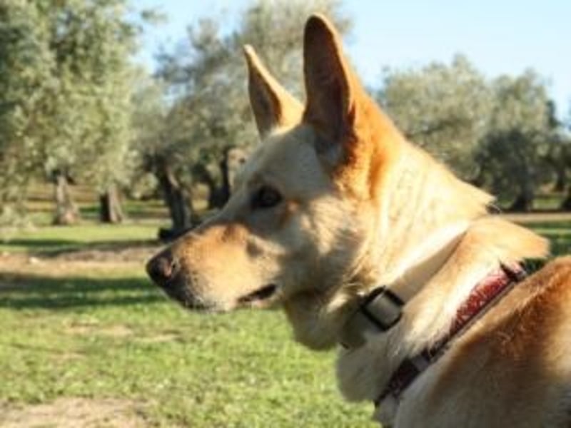 AKIRA-verschmustes, anhängliches Hundemädchen sucht ein ruhiges, liebevolles Zuhause