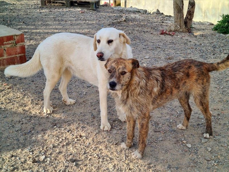 NELSON-kleiner Träumer, sanft,ruhig Seele, wartet sehnsüchtig auf sein liebevolles Für-immer-Zuhause