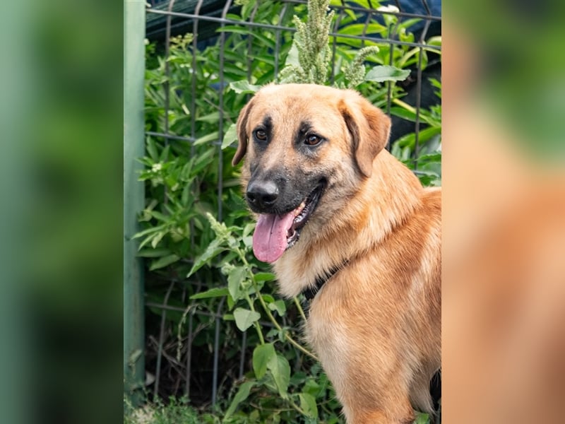 HUCKLEBERRY (Huck)-freundlich, mit sonnigem Gemüt