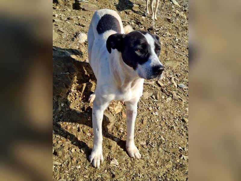 AMELIE-ruhige, sanfte Maus sucht ihr liebevolles Für-immer-Zuhause