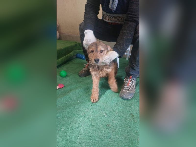 RAVEN-freundliches, verspieltes Hundekind sucht liebevolle Für-immer-Familie