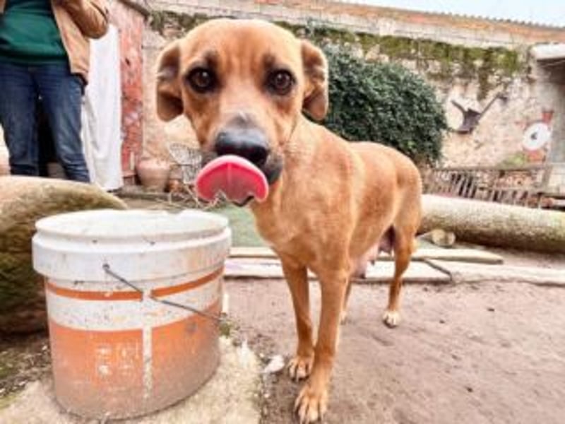 NANI- junge Hundemama mit großem Herzen sucht ihr eigenes Zuhause