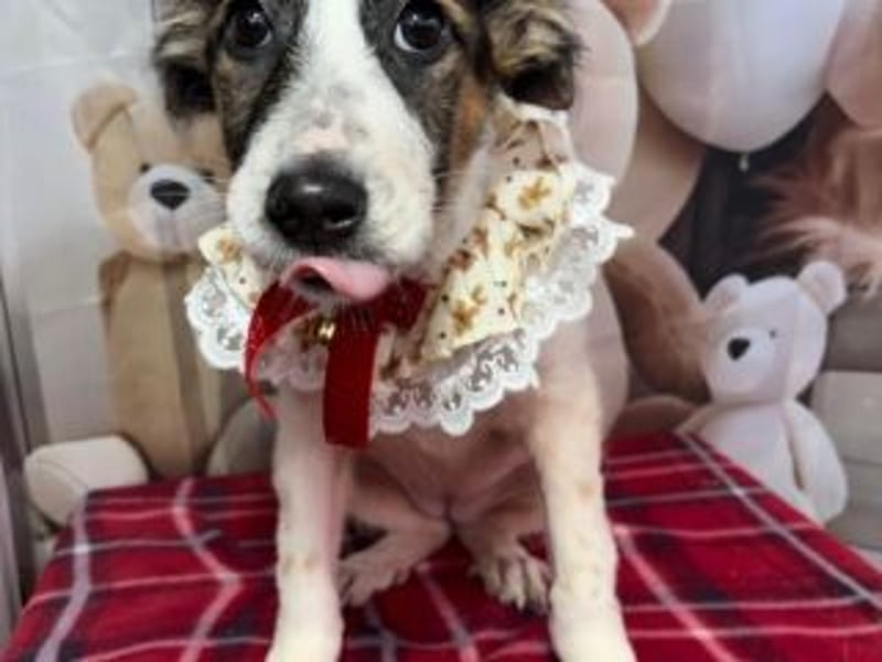 ISA-hübsches kleines Mädchen mit ihrem schneeweißen Fell und der braun-schwarzen Maske im Gesicht