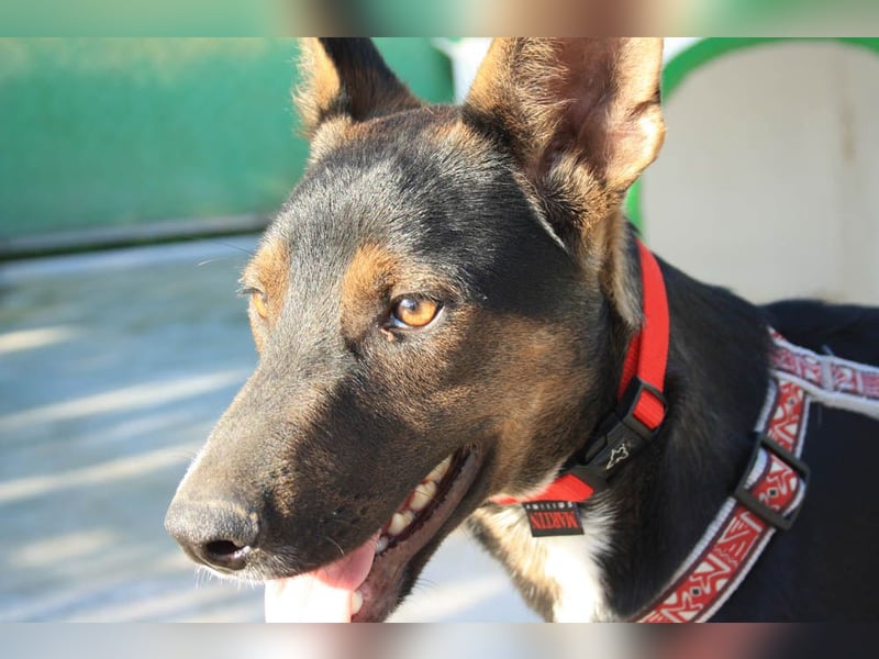 DONKOR-Schönheit mit glänzendem schwarz-braunem Fell sucht einfühlsame, geduldige liebevolle Mensche