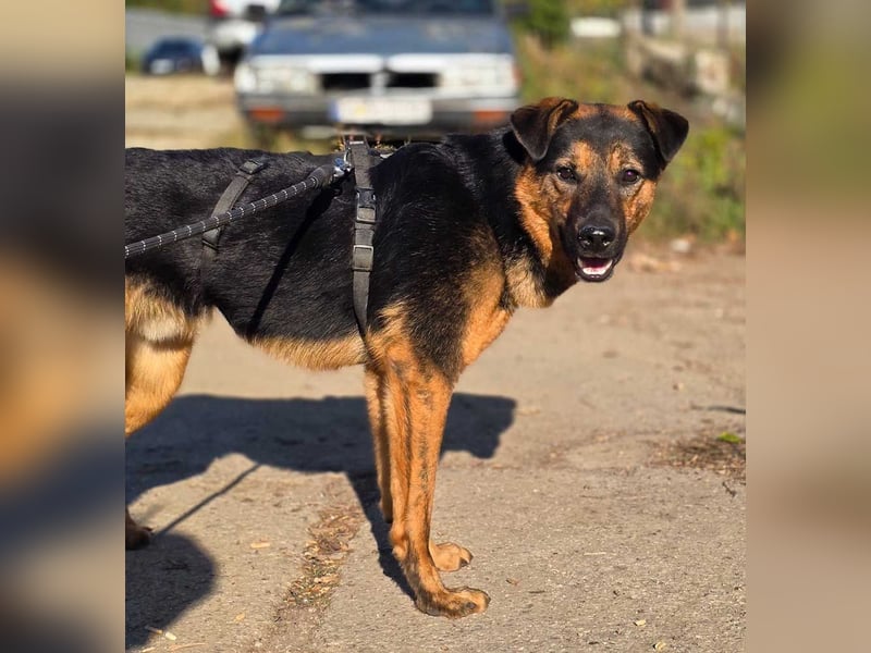 BATMAN-schüchterner Held auf 4 Pfoten sucht dich und sein Zuhause