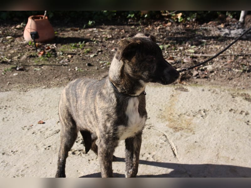 BRÖSEL - auf der Suche nach seiner liebevollen "Für-immer-Familie"