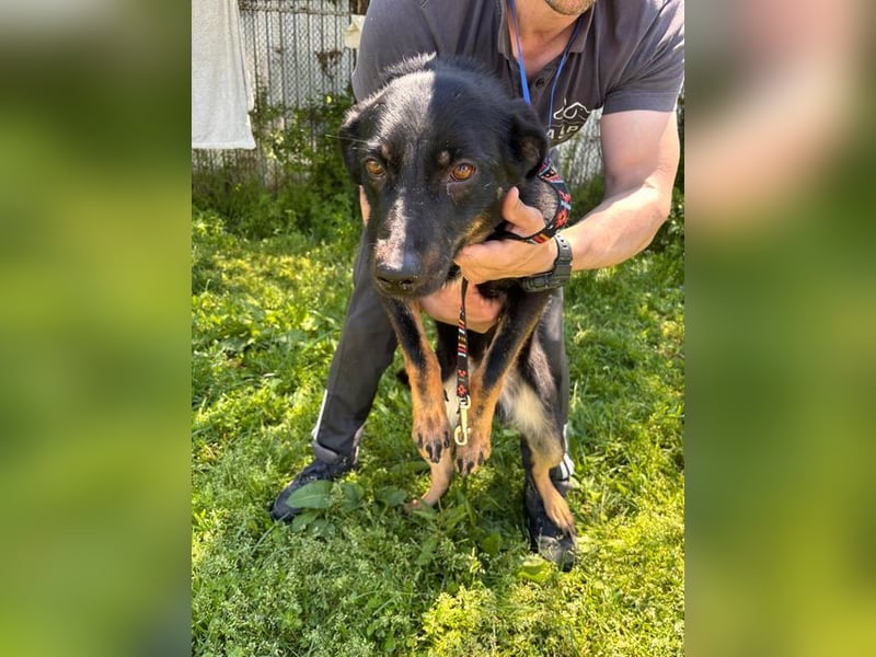 ARYA-freundlich, verspielt, offen und wartet sehnsüchtig auf ihr liebevolles Zuhause