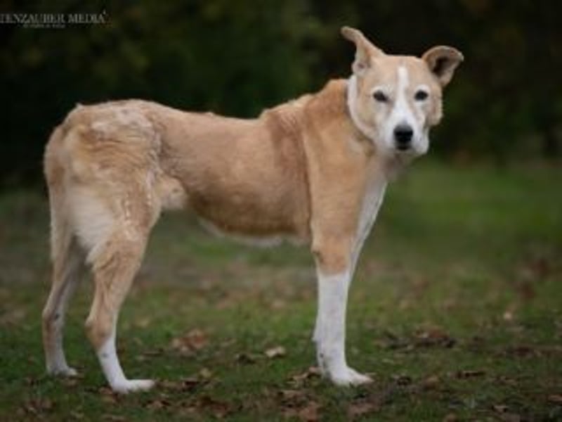 Liebevolle, hübsche MATILDA sucht endlich ein schönes, ruhiges, eigenes Zuhause