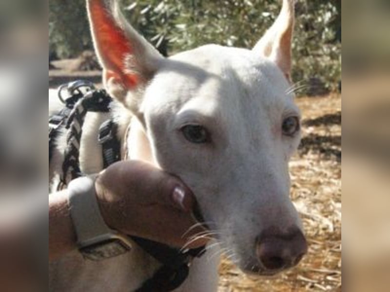 OLAF-noch etwas schüchtern aber anhänglich und lieb und mag es sehr, gestreichelt zu werden