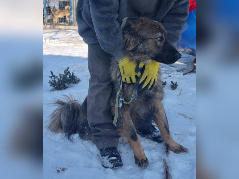 Hübscher LAURENT-superfreundlich, liebenswert-sein grösster Wunsch:eine liebevolle Für-immer-Familie