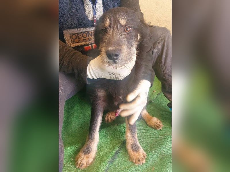 THOR-sanftes, ruhiges, freundliches Wesen wartet sehnsüchtig auf sein liebevolles Für-immer-Zuhause