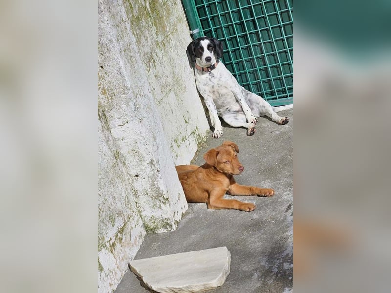 SIENA-fröhliches, freundliches Mädchen irrte alleine auf der Straße umher,auf der Suche nach Familie