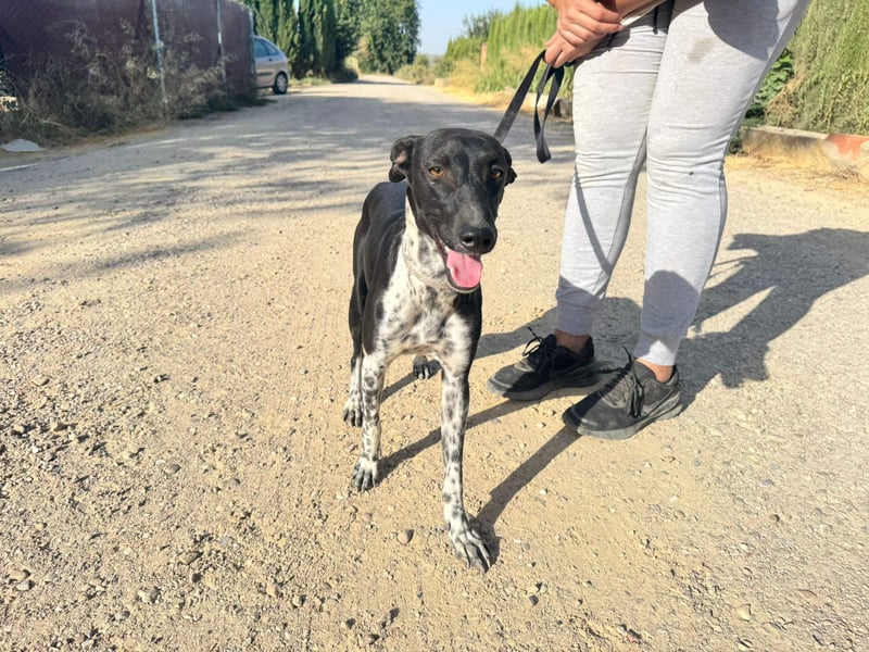 UBER-gesellig, lustig,verspielt,anhänglich, liebt Mensch und Hund,wartet sehnsüchtig auf ihr Zuhause