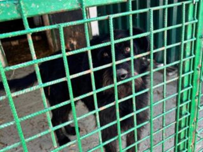 NERO-hübscher, liebevoll-freundlicher Mischlingsrüde