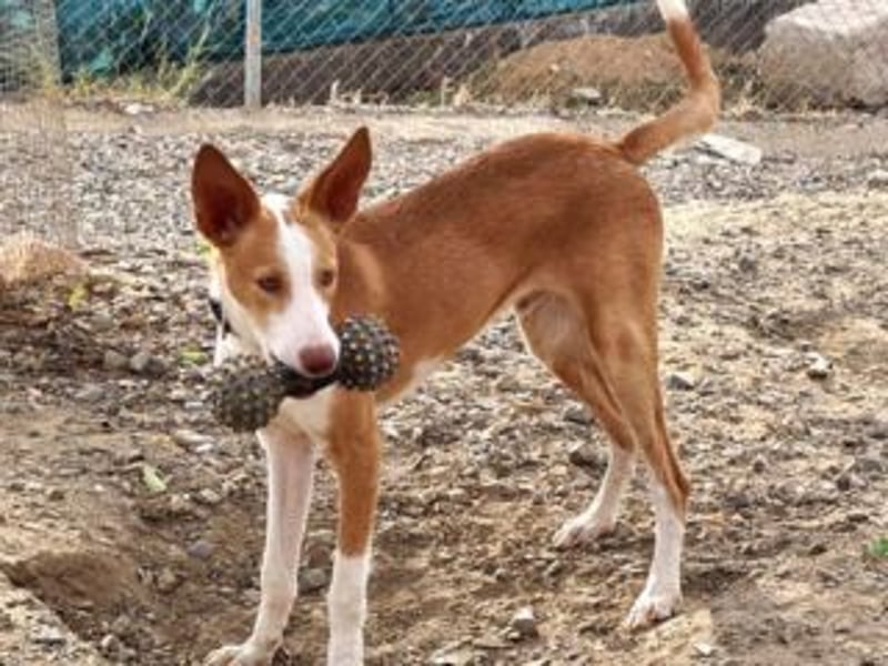 BOB-steckt voller Lebensfreude, Fröhlichkeit und Optimismus