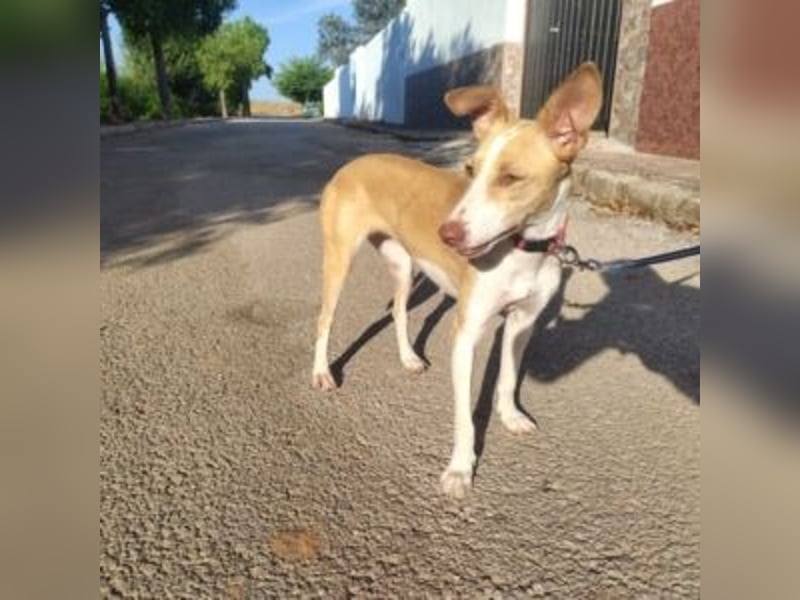 DAMA-zarte, noch etwas schüchterne, Podenco-Mädchen