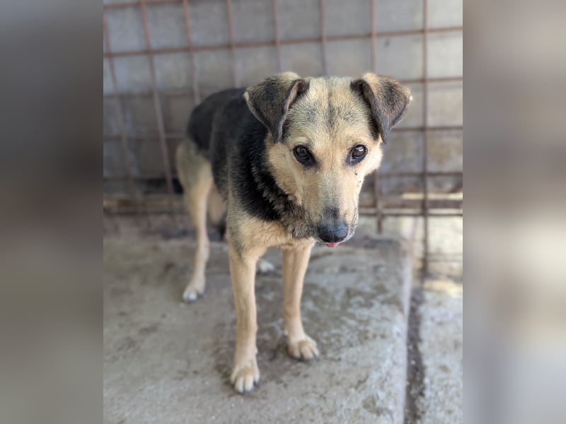 SAADET-freundliche, liebe und herzensgute Hündin wartet auf ihre Chance in einer liebevollen Familie SAADET-freundliche, liebe und herzensgute Hündin wartet auf ihre Chance in einer liebevollen Familie