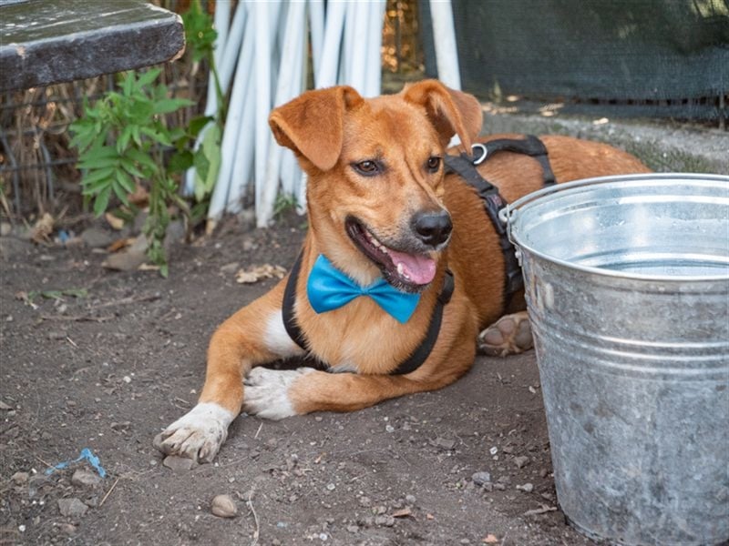 MANGO-genießt Aufmerksamkeit und schmusen