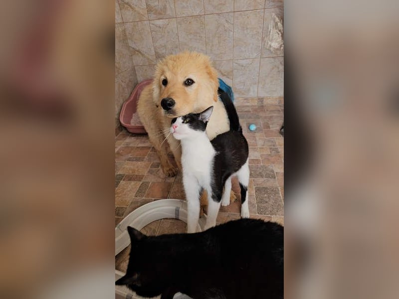 SLEEPY-ein fröhlicher, aufgeschlossener, sehr menschenbezogener Welpe sucht sein Für-Immer-Zuhause