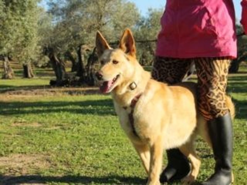 AKIRA-verschmustes, anhängliches Hundemädchen sucht ein ruhiges, liebevolles Zuhause