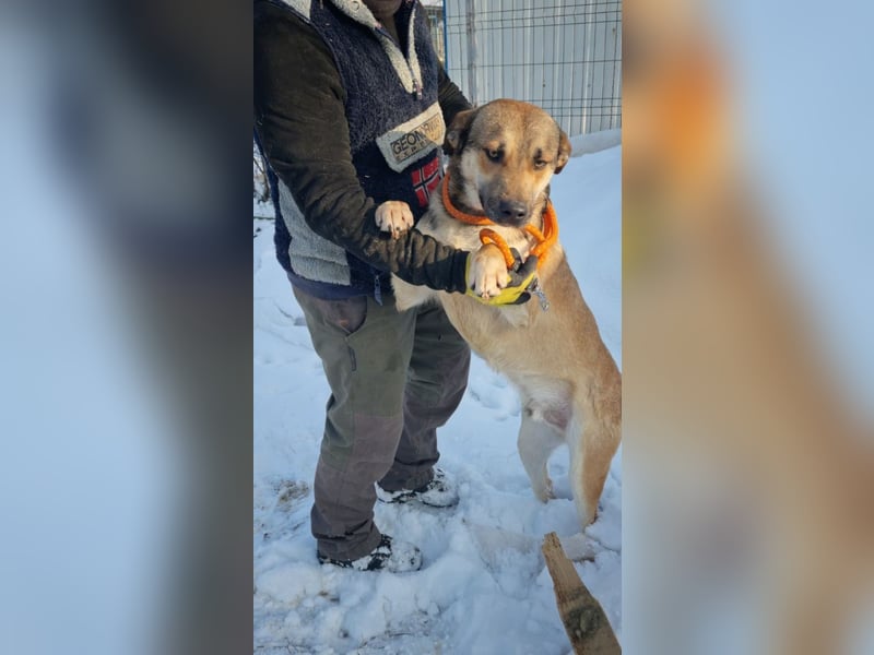 SVEN -wartet im kalten, lauten Zwinger auf sein liebevolles Zuhause