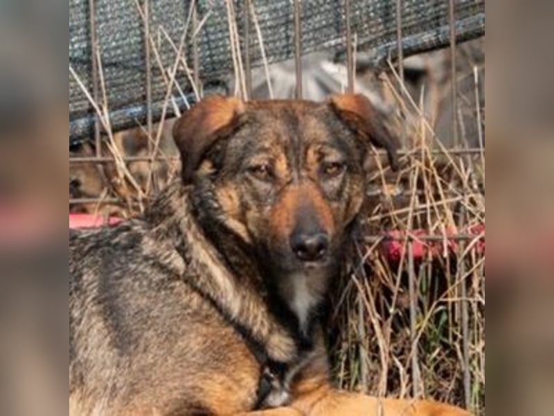 FEDORA-schüchterne Maus auf der Suche nach Liebe, Schutz, Geborgenheit