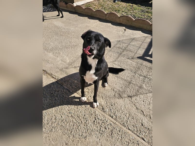 JAX -einer der „liebsten und freundlichsten Hunde, die wir je im Tierheim hatten“