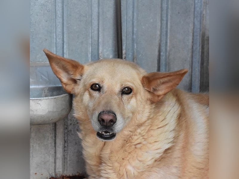 AKIRA-verschmustes, anhängliches Hundemädchen sucht ein ruhiges, liebevolles Zuhause