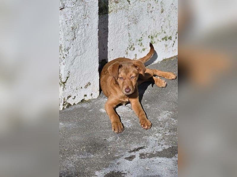SIENA-fröhliches, freundliches Mädchen irrte alleine auf der Straße umher,auf der Suche nach Familie