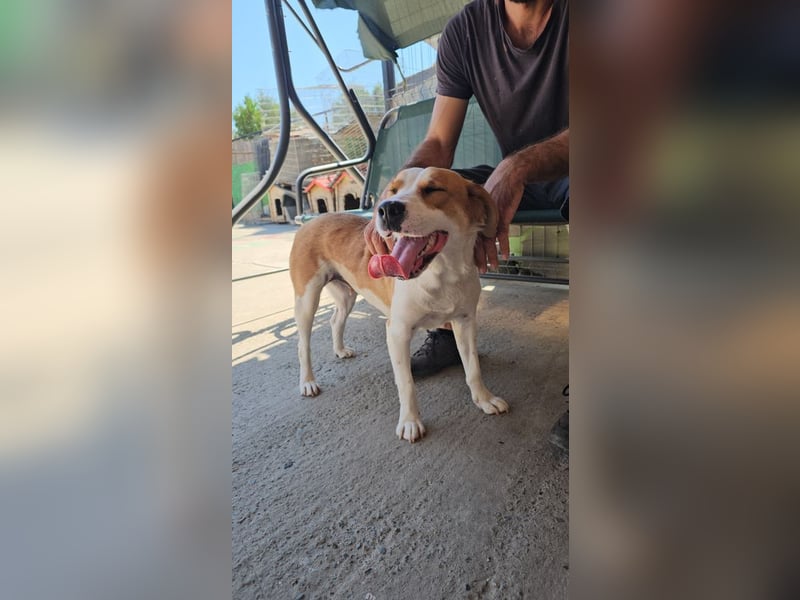 Leila – liebt Menschen und andere Hunde