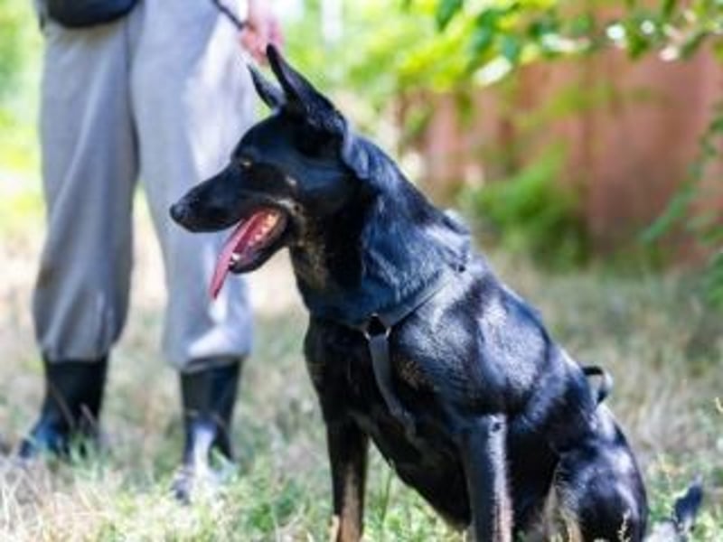 GLORIA- sehnt sich nach Liebe und Geborgenheit bei ihrer "Für-immer-Familie"