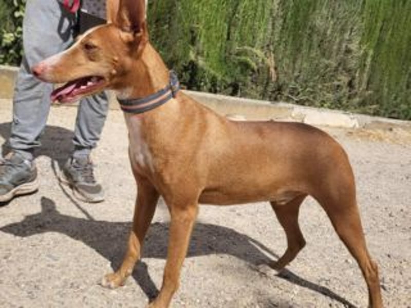 PONGO- vom vergessenen Schatten zum strahlenden Herzenshund