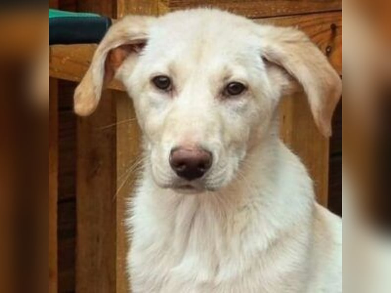 ASLAND-Ein junger Hund, der endlich ankommen möchte