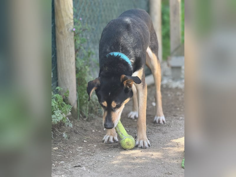 DRAKO-Liebling der freiwilligen Helfer,wirkt jünger als im Pass,charmant,elegant,liebt alle Menschen