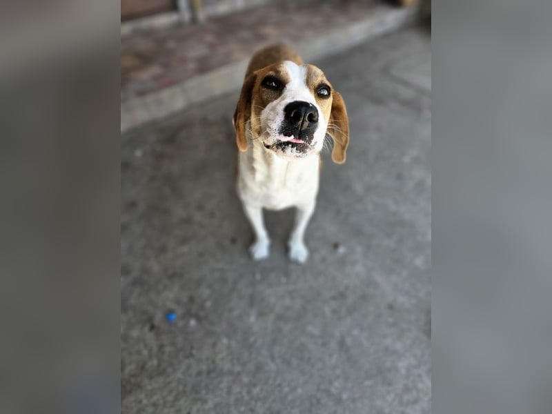 Leila – liebt Menschen und andere Hunde