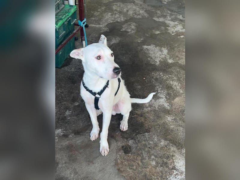 Bezaubernder DRACO-Ein Herz auf vier Pfoten sucht sein Für-immer-Zuhause!
